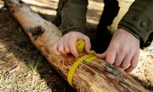 Обзор обрезного бруса: характеристики и области применения